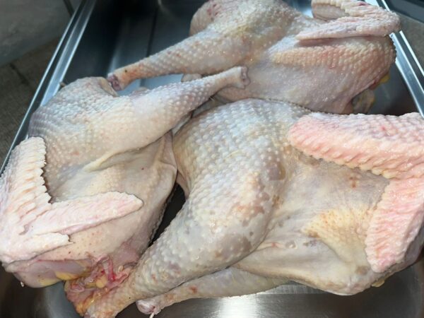 Hardbody Chicken/ Umleqwa