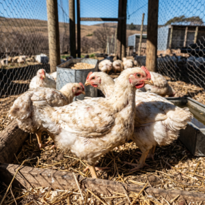 Live Broilers